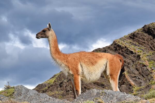 גוואנקו בשמורת טורס דל פיינה, מסלול פטגוניה